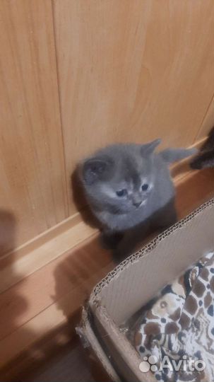 Отдам котят в хорошие руки