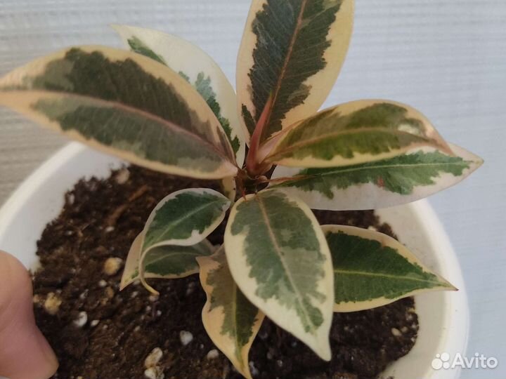 Фикус мелани вариегатный