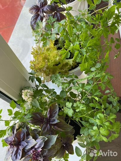 Огород на окне (Прованские травы)