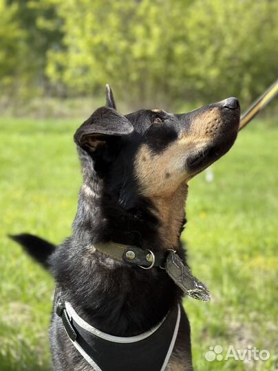 Потрясающий пёс из приюта