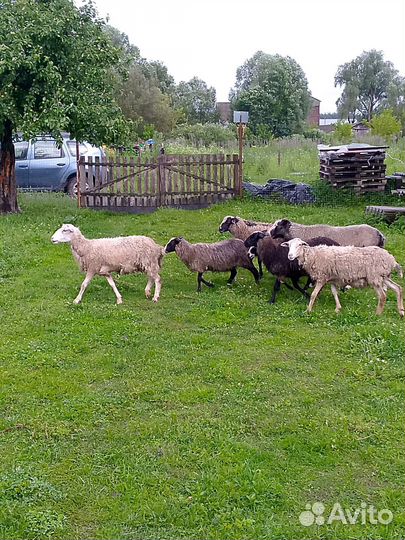 Овцы бараны
