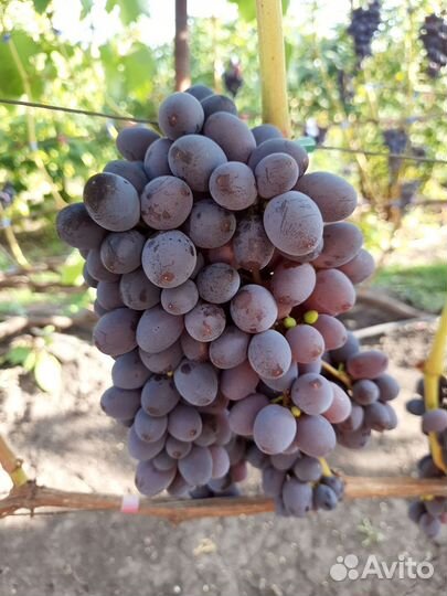 Виноград