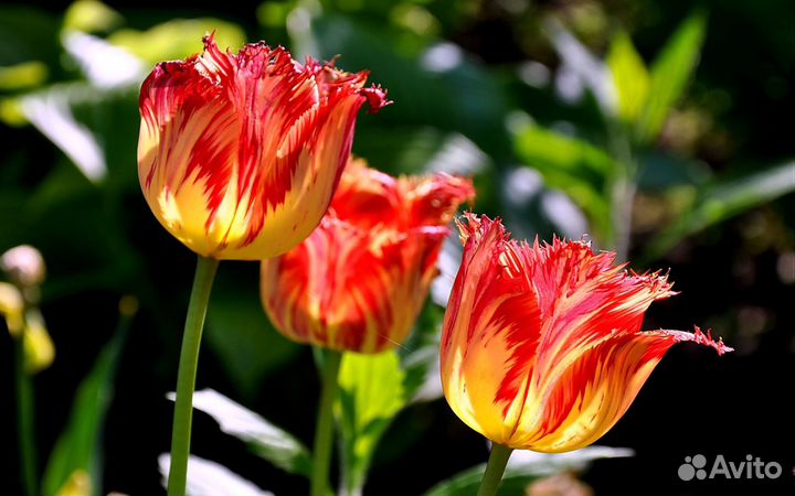 Тюльпаны оптом к 8 марта