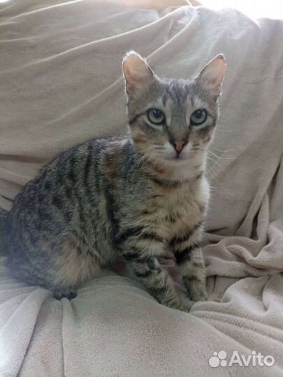 Котик. Тюлень. Ищем ручки