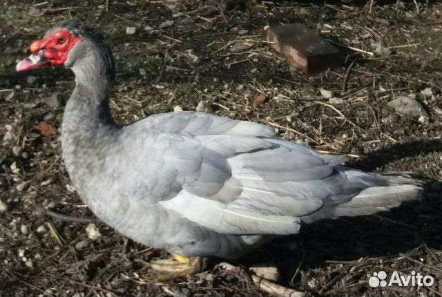 Жемчужные мускусные утята