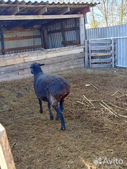 Курдючные бараны овцы