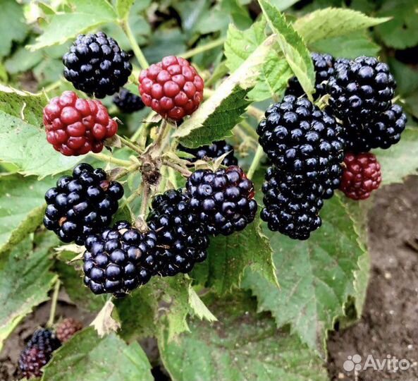 Ежевика лох тей