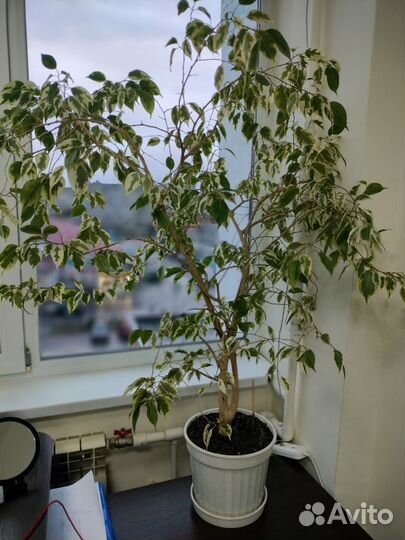 Фикус бенджамина пестролистный