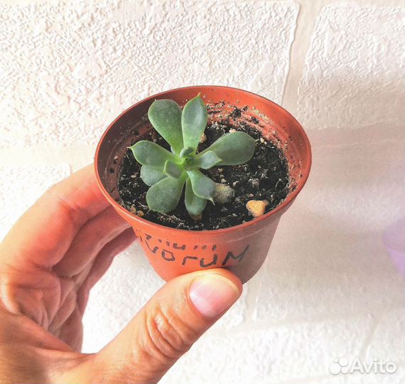 Суккуленты