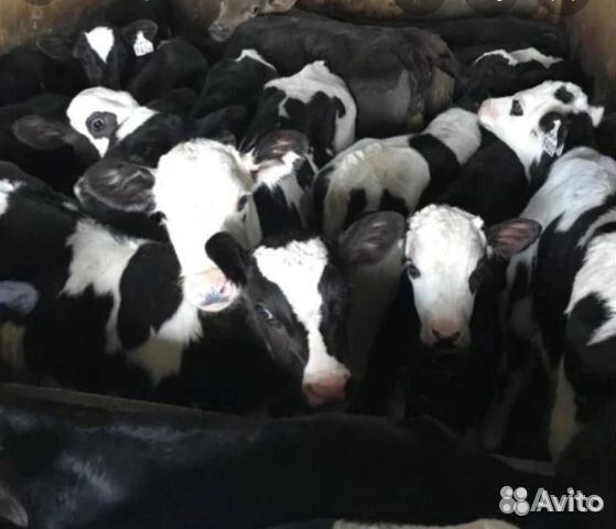 Бычки телочки (мясные и мясо - молочные)