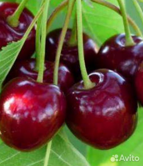 Черная смородина ягода свежая