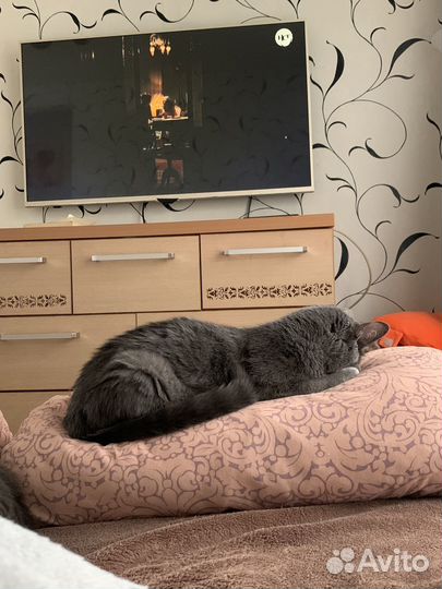 Отдам в добрые руки