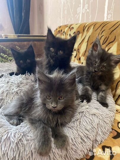 Котята мейн-кун