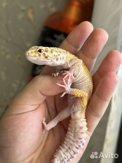 Эублефар самец