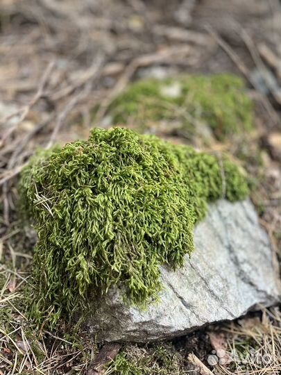 Озеленение пластовым мхом