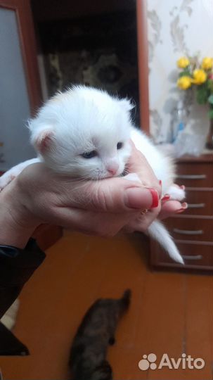 Котенок