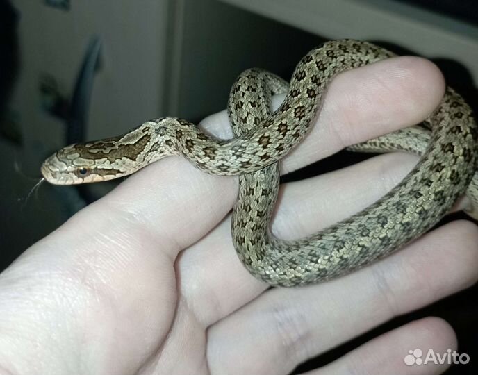 Узорчатый полоз