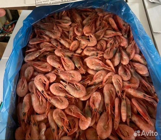 Креветка северная. Опт