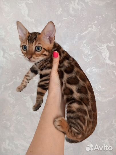 Бенгальская