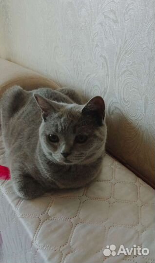 Британские котята