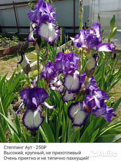 Ирисы сортовые