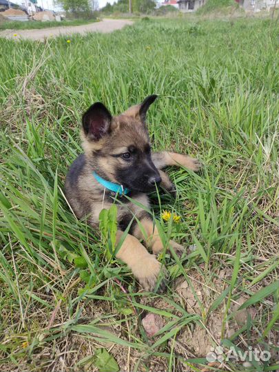 Щенок немецкой овчарки