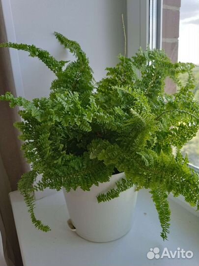 Папоротник нефролепис Кардитас