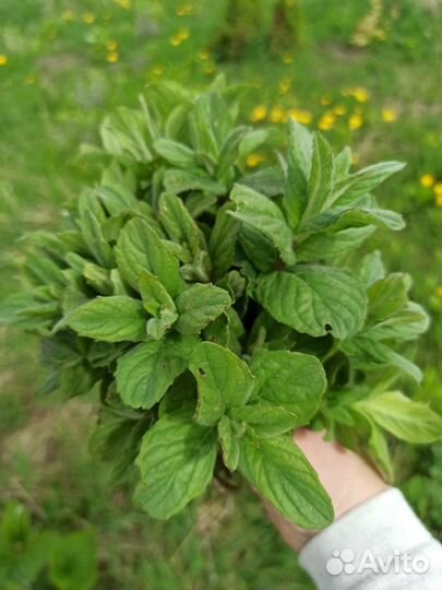 Мята