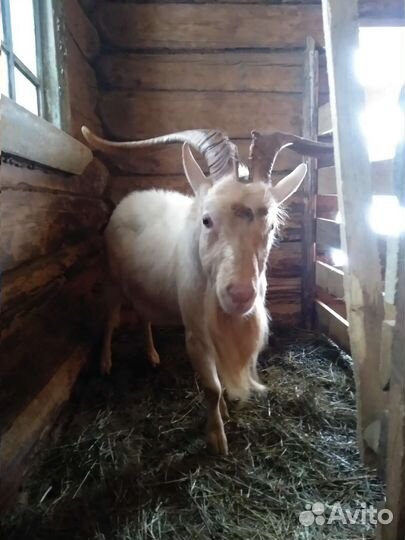 Козел зааненский