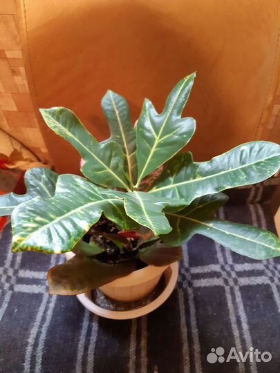 Кротон и Аглаонема