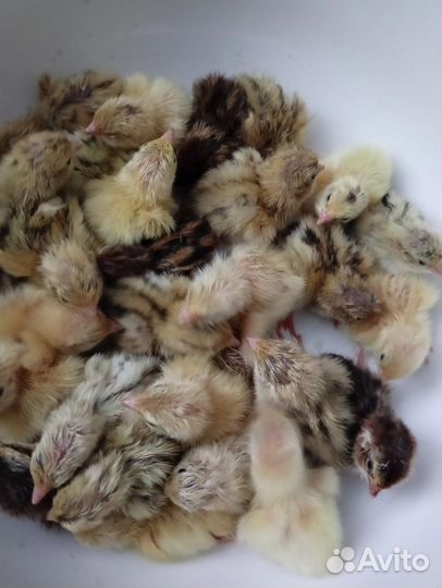 Перепелята