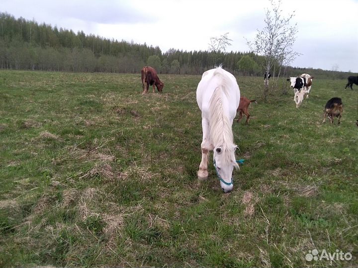 Продам лошадей