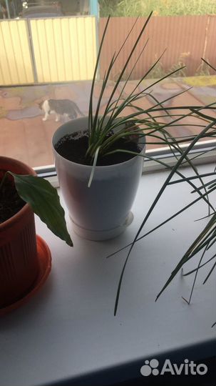 Зефирантес