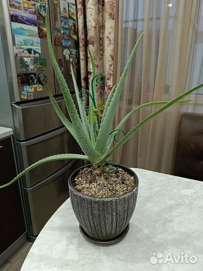 Алоэ лечебный