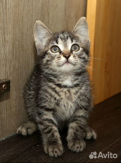 Котенок 2,5 месяца девочка