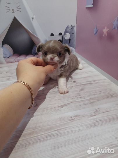 Щенки чихуахуа