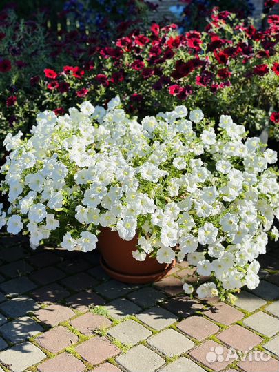 Рассада петунии