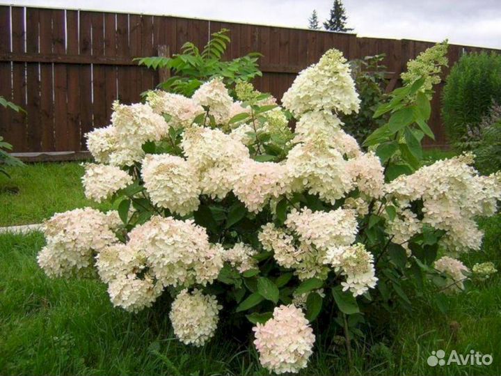 Гортензия Грандифлора