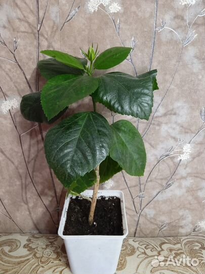 Сортовые гибискусы