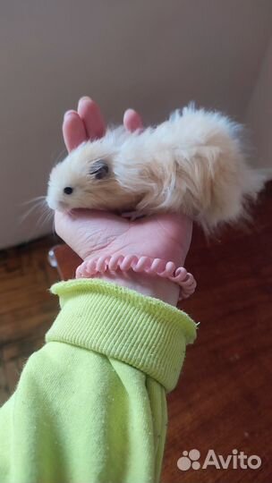 Сирийский хомяк