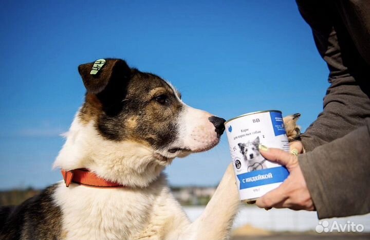 Собака Раф в добрые руки бесплатно