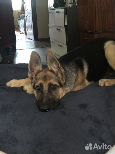 Передержка собак и щенков