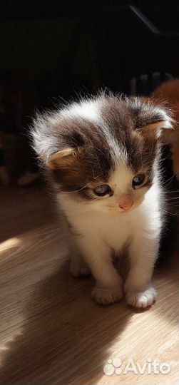 Мальчики котики