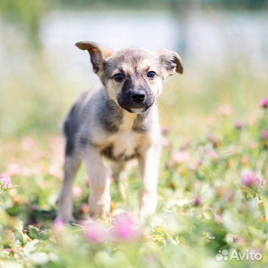 Щенок Бетти ищет дом