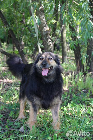 Ириска. Собака ищет дом