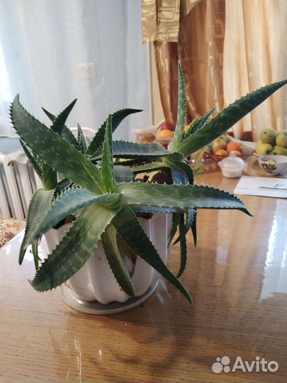 Цветок алоэ вера