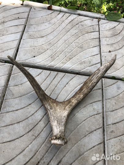 Рога лося настоящие