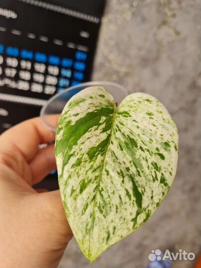 Сциндапсус эпипремнум 7 сортов,пеперомии3 сорта