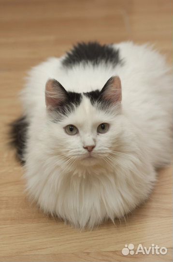 Баунти ищет дом