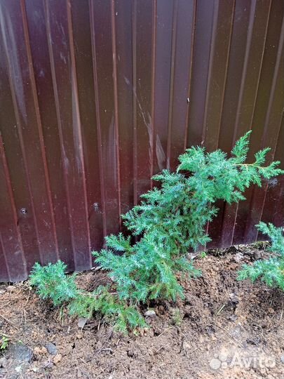 Можжевельник чешуйчатый Блю Карпет